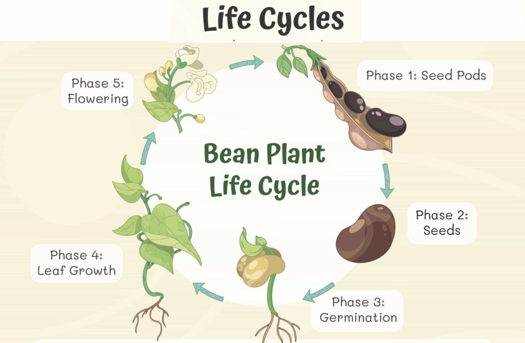 life cycles