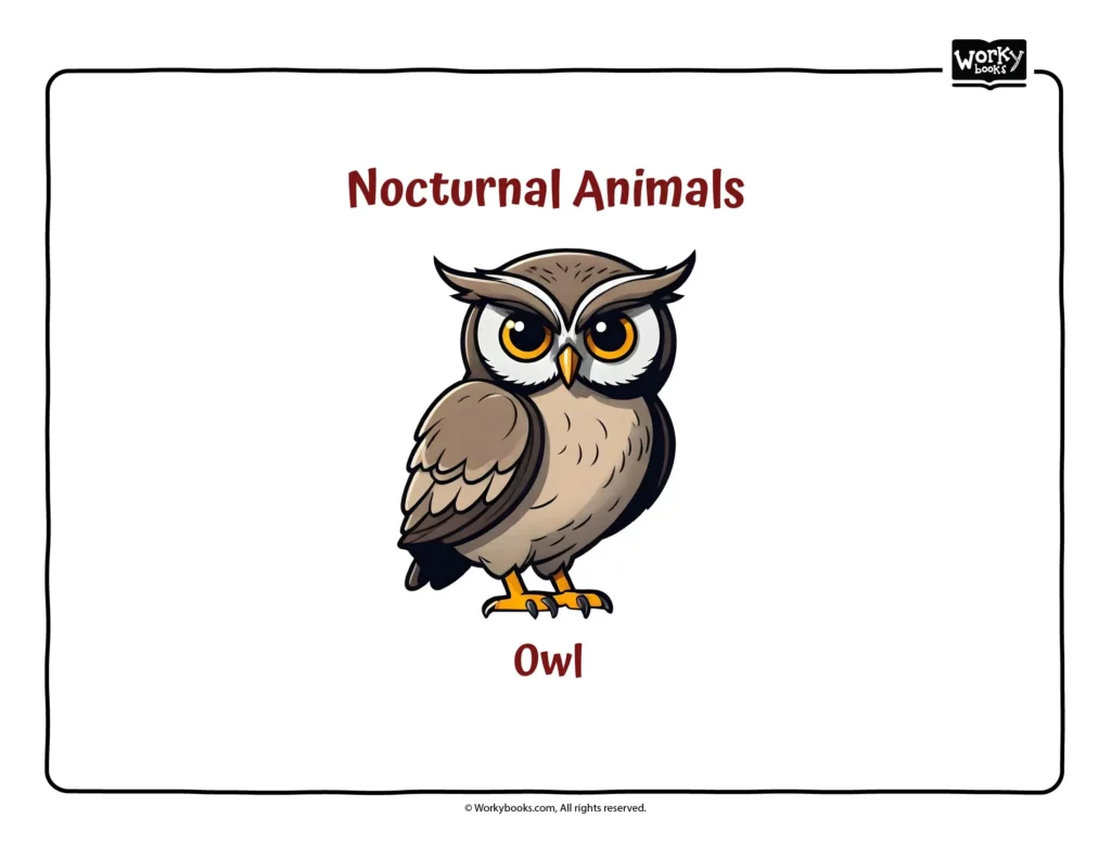 Nocturnal Animal- OWL