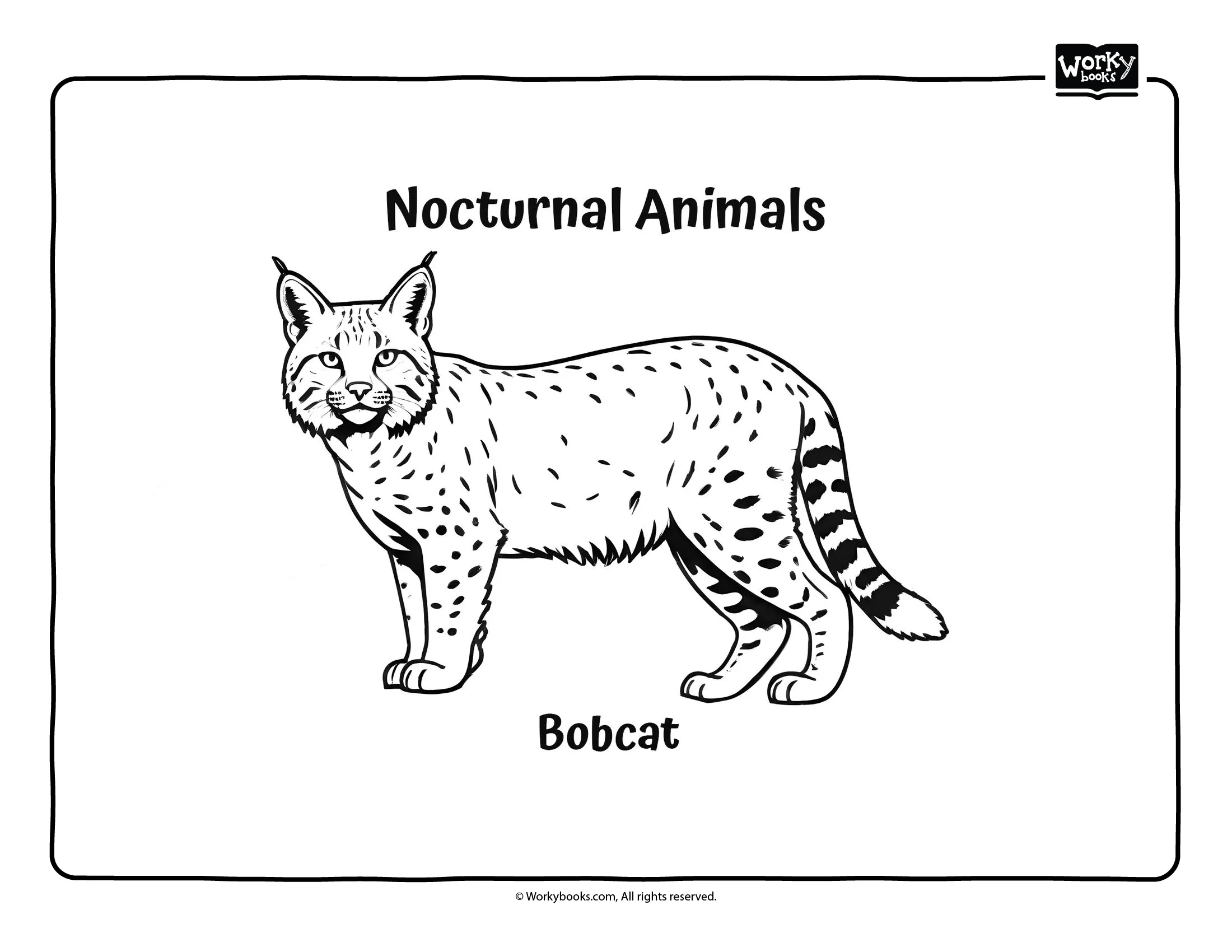 Bobcat coloring page