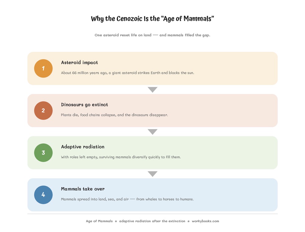 Cenozoic Era for middle school infographic on the Age of Mammals: asteroid impact, dinosaur extinction, and adaptive radiation