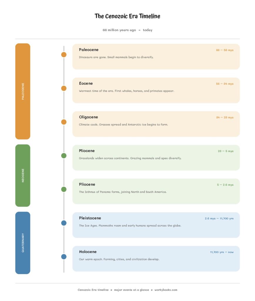 Cenozoic Era timeline for middle school showing the three periods and seven epochs from 66 million years ago to toda