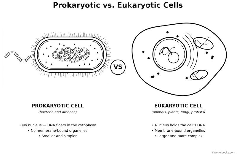 Prokaryotic vs. Eukaryotic Cells