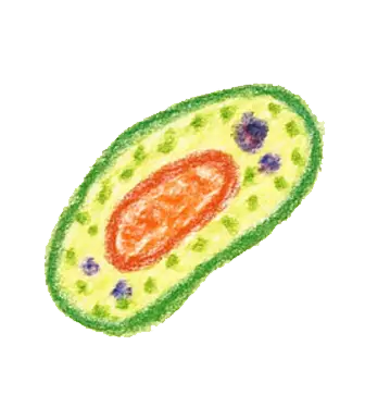 Molecules to Organisms